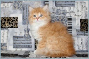 Male Siberian Kitten from Deedlebug Siberians